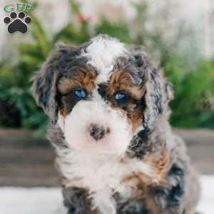 Dante, Mini Bernedoodle Puppy